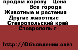 продам корову › Цена ­ 70 000 - Все города Животные и растения » Другие животные   . Ставропольский край,Ставрополь г.